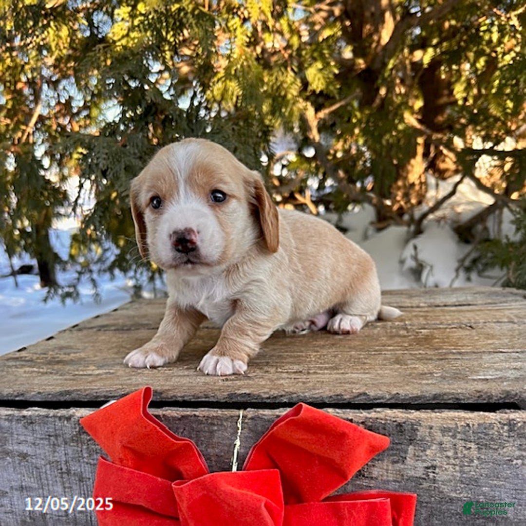 Dachshund dogs for sale: Jasper - Ad 2