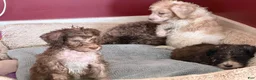 Bernedoodle dogs for sale: Zuzu - Ad 1