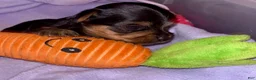 Yorkshire Terrier dogs for sale: Tiny Yorkie male - Ad 4
