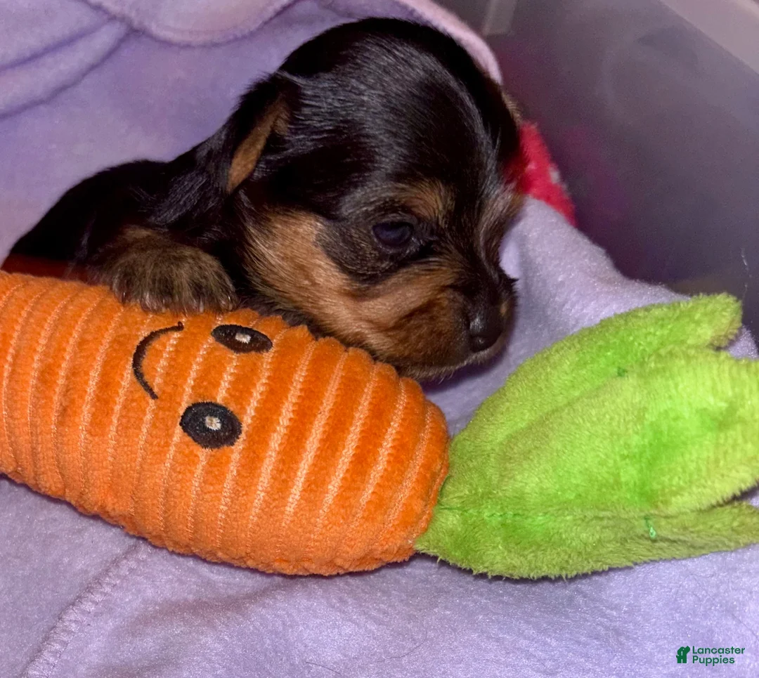 Yorkshire Terrier dogs for sale: Tiny Yorkie male - Ad 4