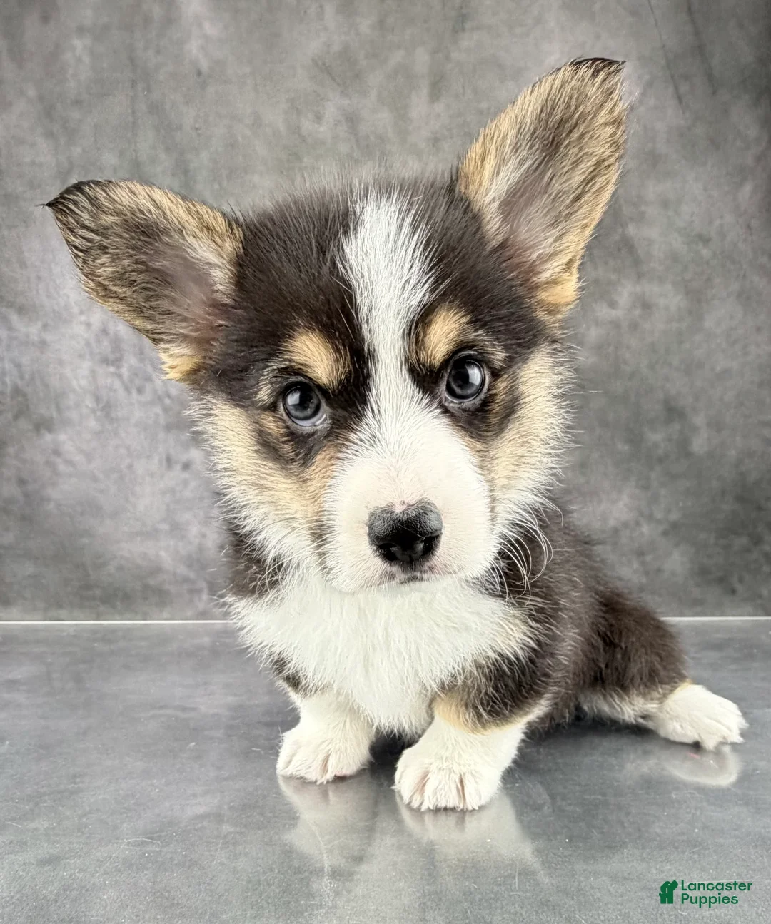 Welsh Corgi Pembroke dogs for sale: Winnie Tailed Baby ❤️ - Ad 2