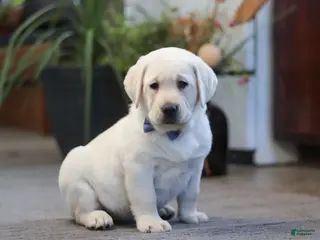 Labrador Retriever dogs Benny - Ad 13
