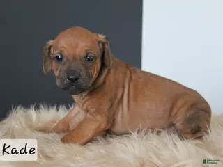 Rhodesian Ridgeback dogs Kade - Ad 20