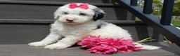 Sheepadoodle dogs for sale: Roxy-MEDIUM - Ad 3