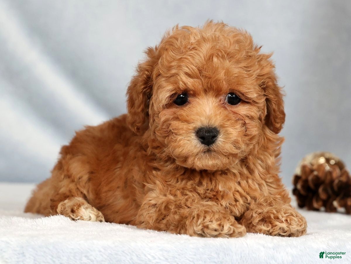 Bichpoo dogs Rhett - Ad 32