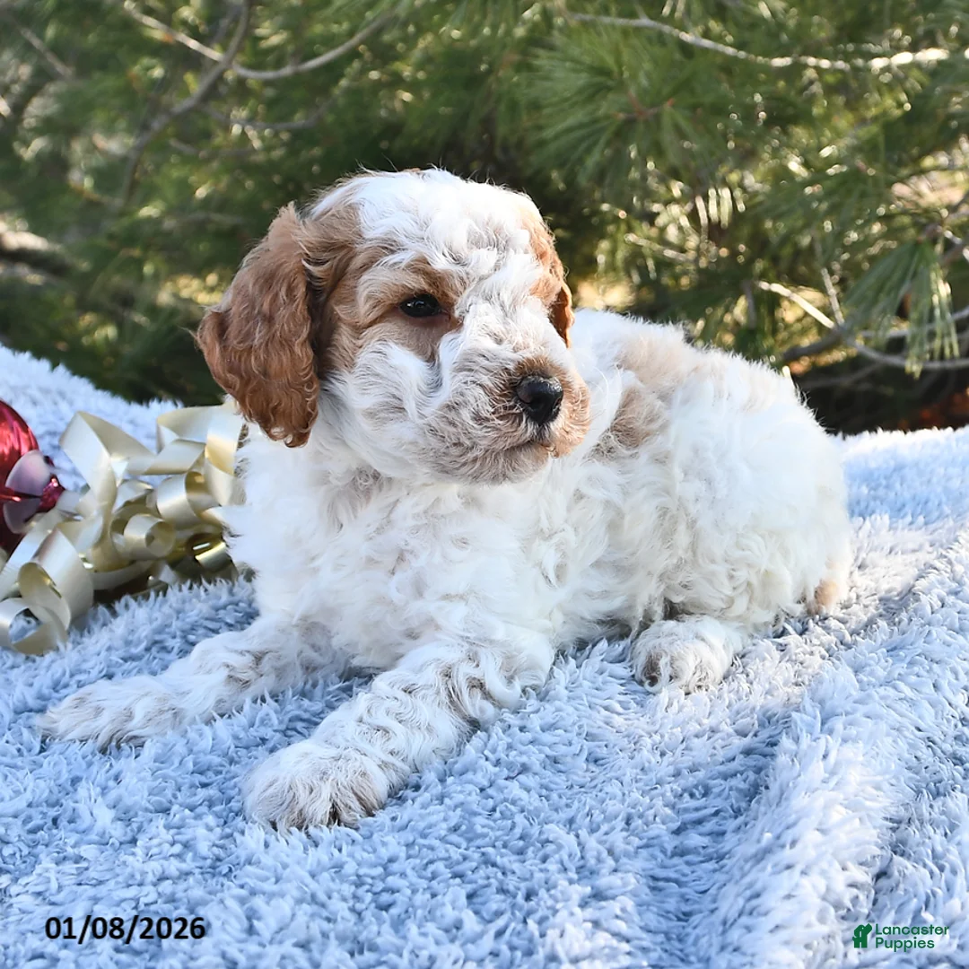 Mini Goldendoodle dogs for sale: Cooper - Ad 10