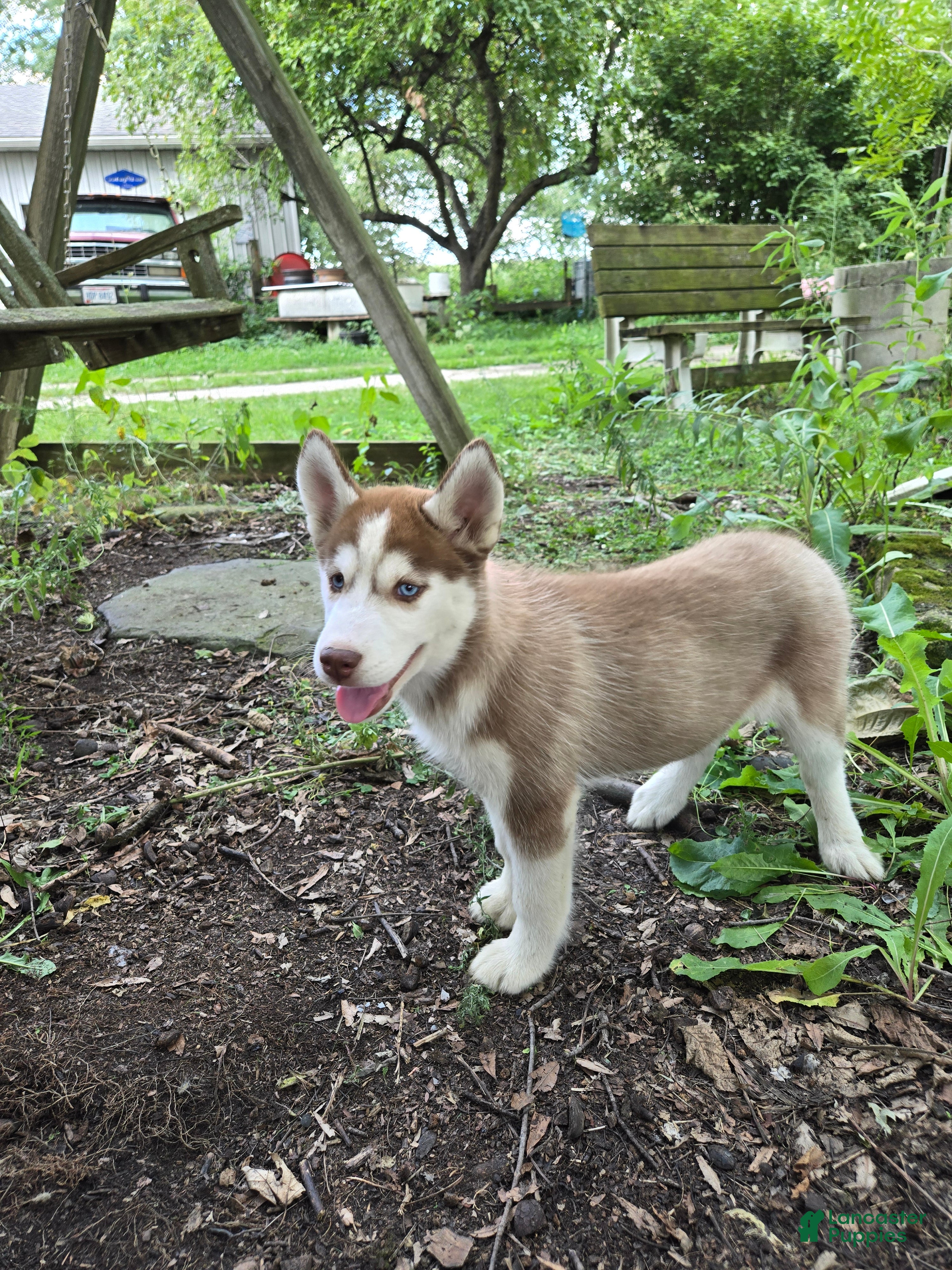 Siberian Husky dogs Trisha  - Ad 2