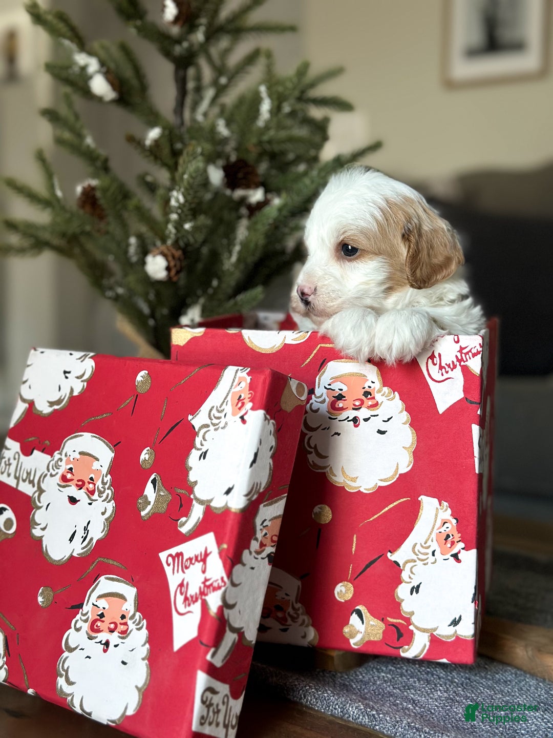 Cavachon dogs for sale: Buzz - Ad 8