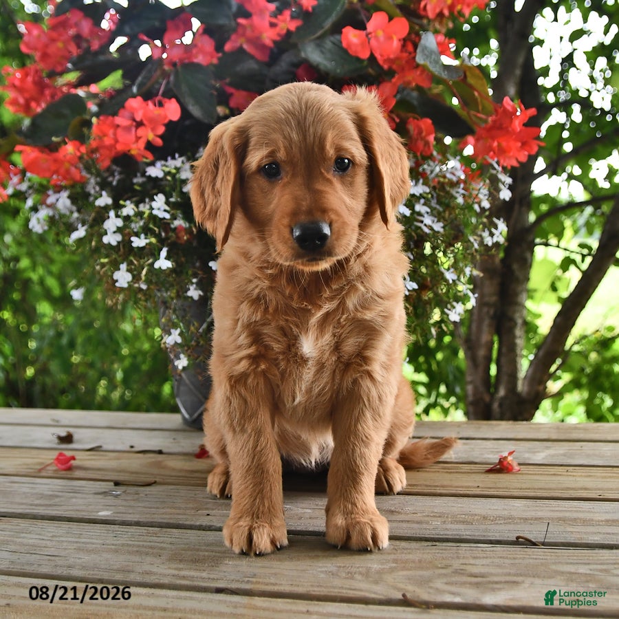 Golden Retriever dogs Ophelia - Ad 1