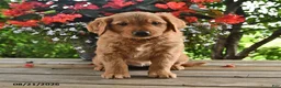 Golden Retriever dogs for sale: Ophelia - Ad 1