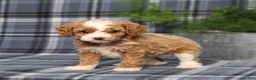 Miniature Poodle dogs for sale: Xoey (Irish Spotting) - Ad 5