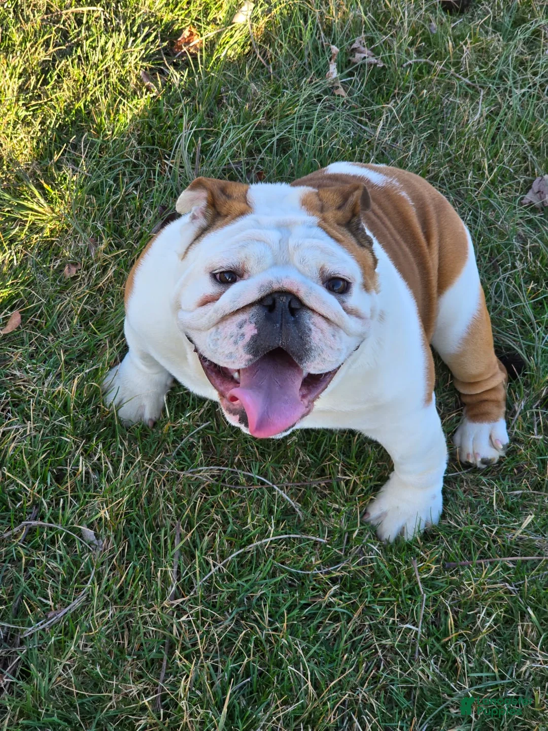 English Bulldog dogs for sale: Rex - Ad 7