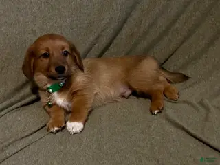 Mixed Breed dogs Walker - Ad 11