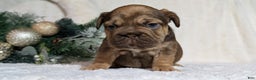 French Bulldog dogs for sale: Tessa - Ad 14