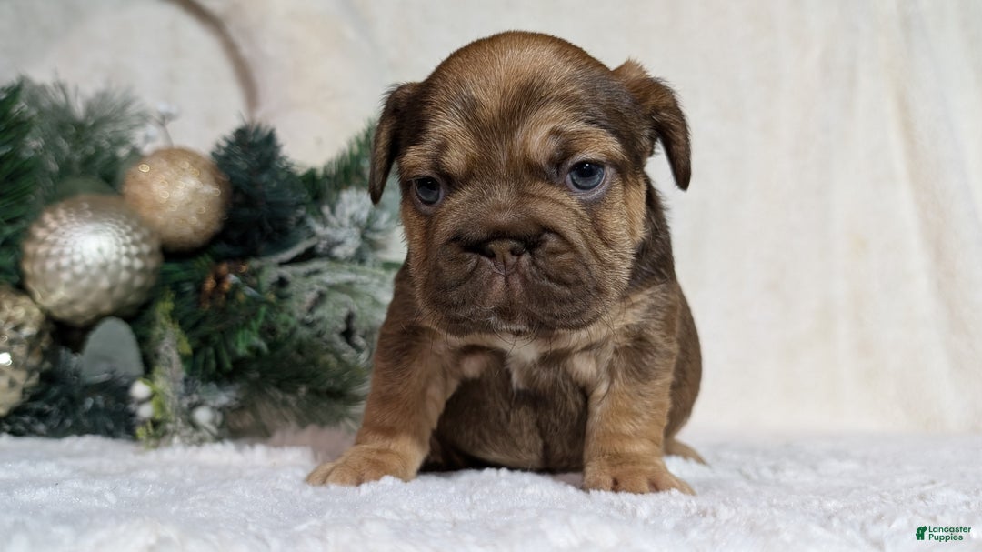 French Bulldog dogs for sale: Tessa - Ad 14