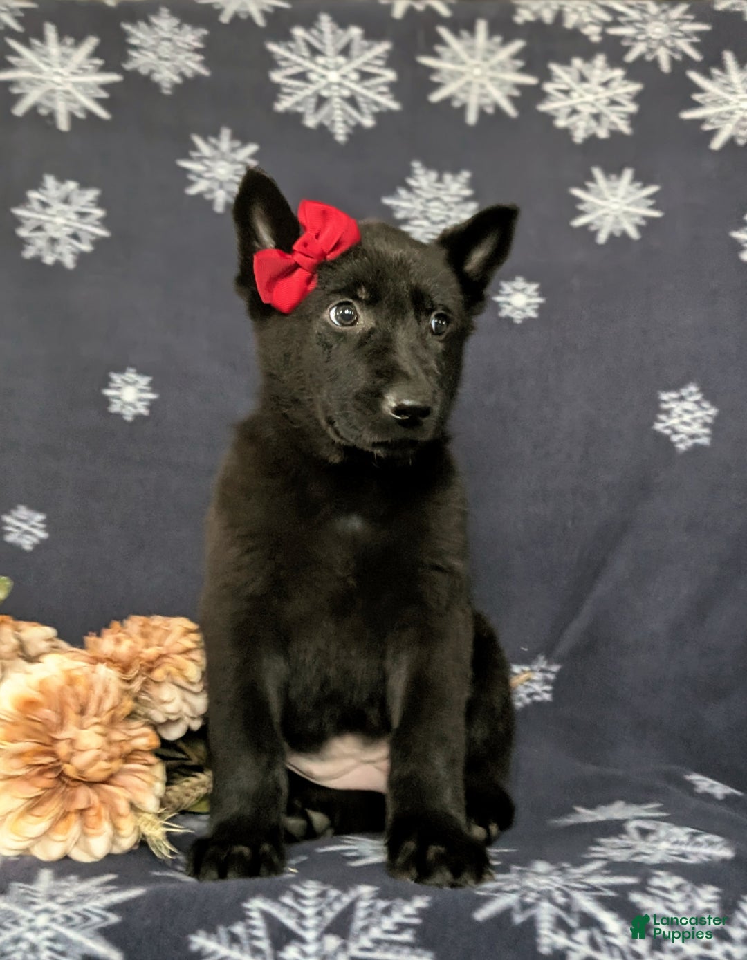 German Shepherd dogs for sale: Demi - Ad 4