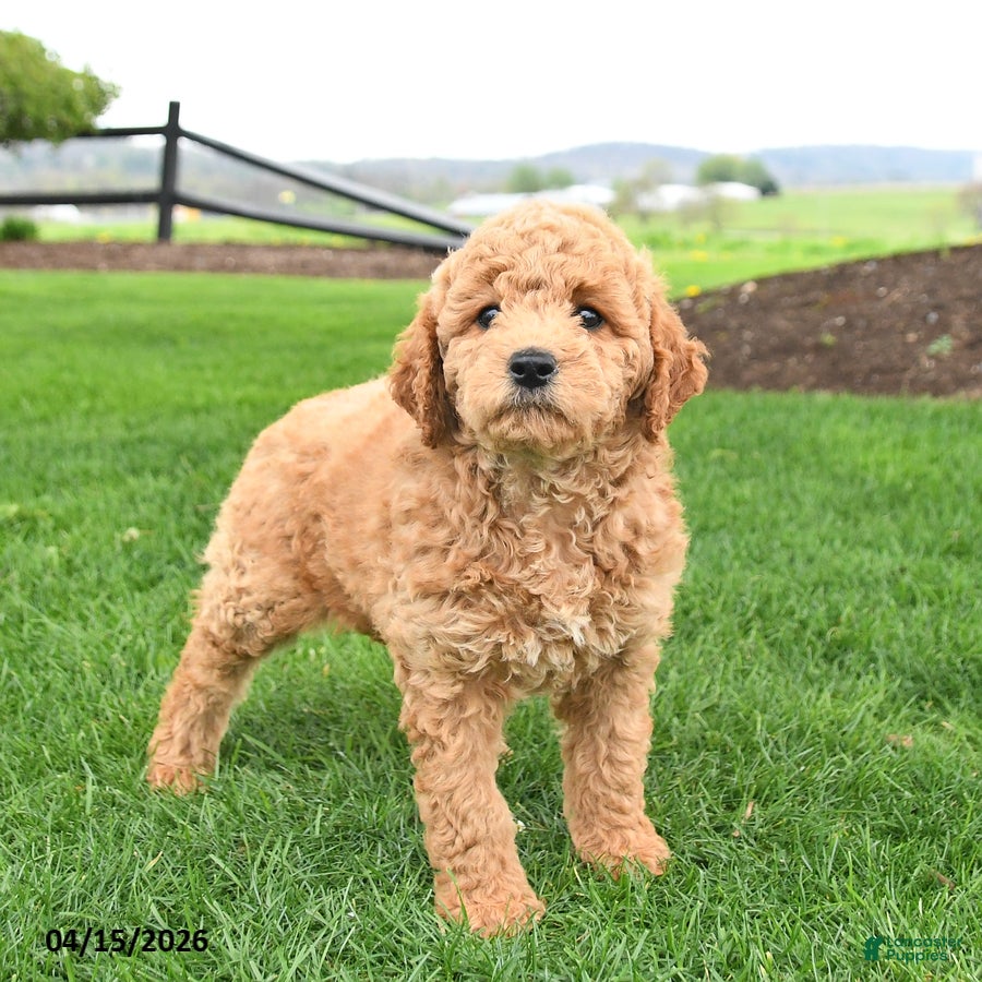 Mini Goldendoodle dogs Caramel - Ad 1