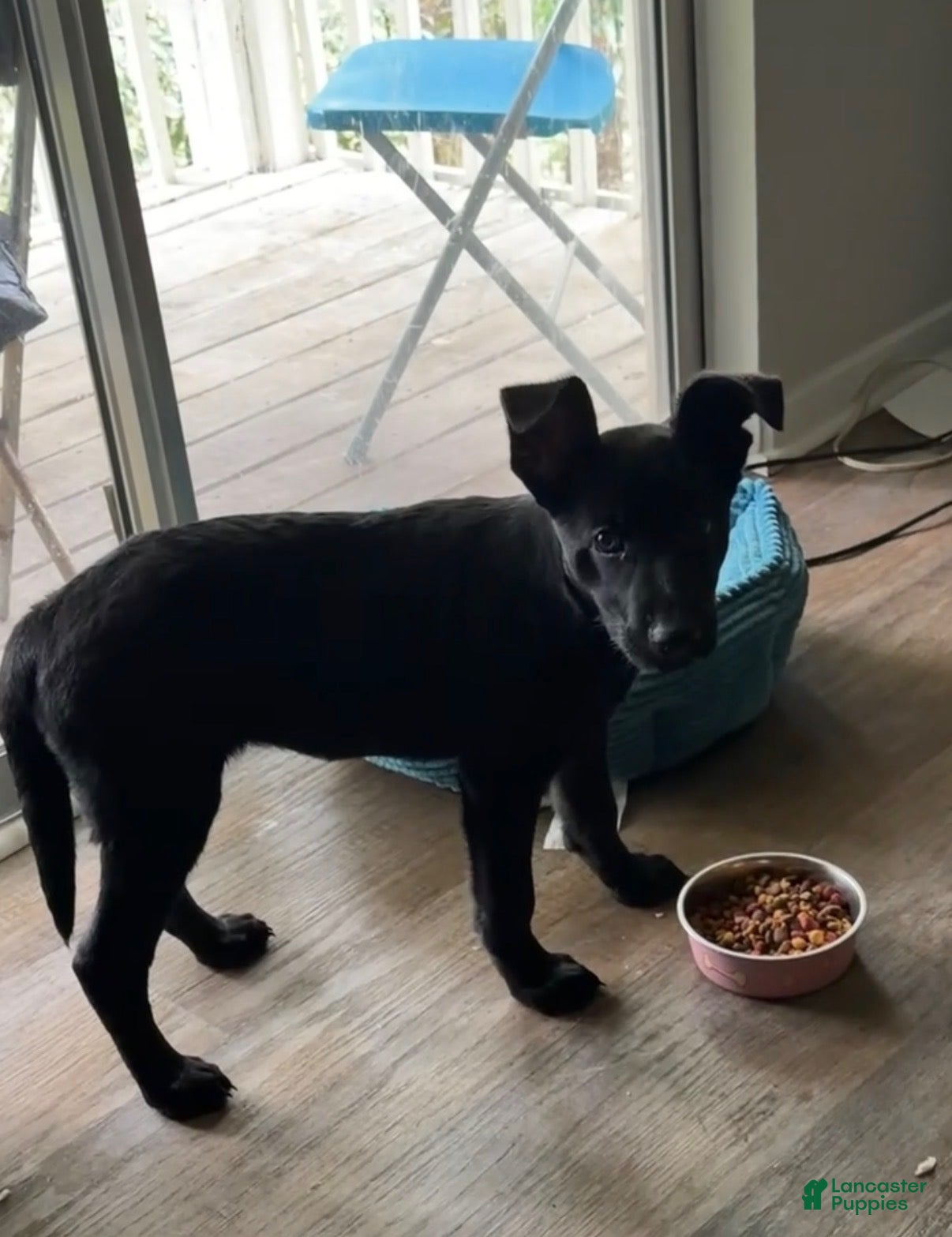 German Shepherd dogs Missy Serenity - Ad 21
