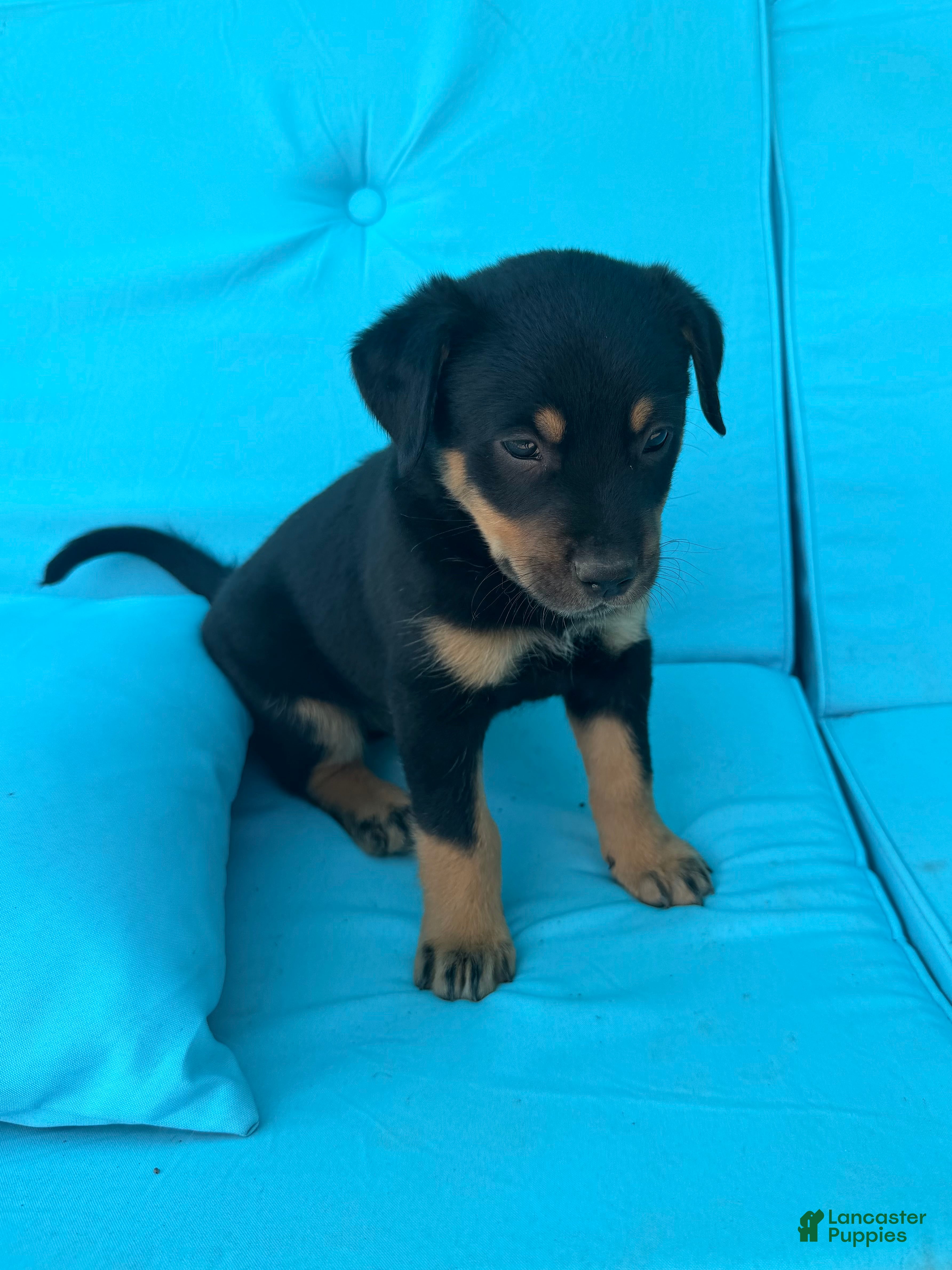 Mixed Breed dogs Hank - Ad 2