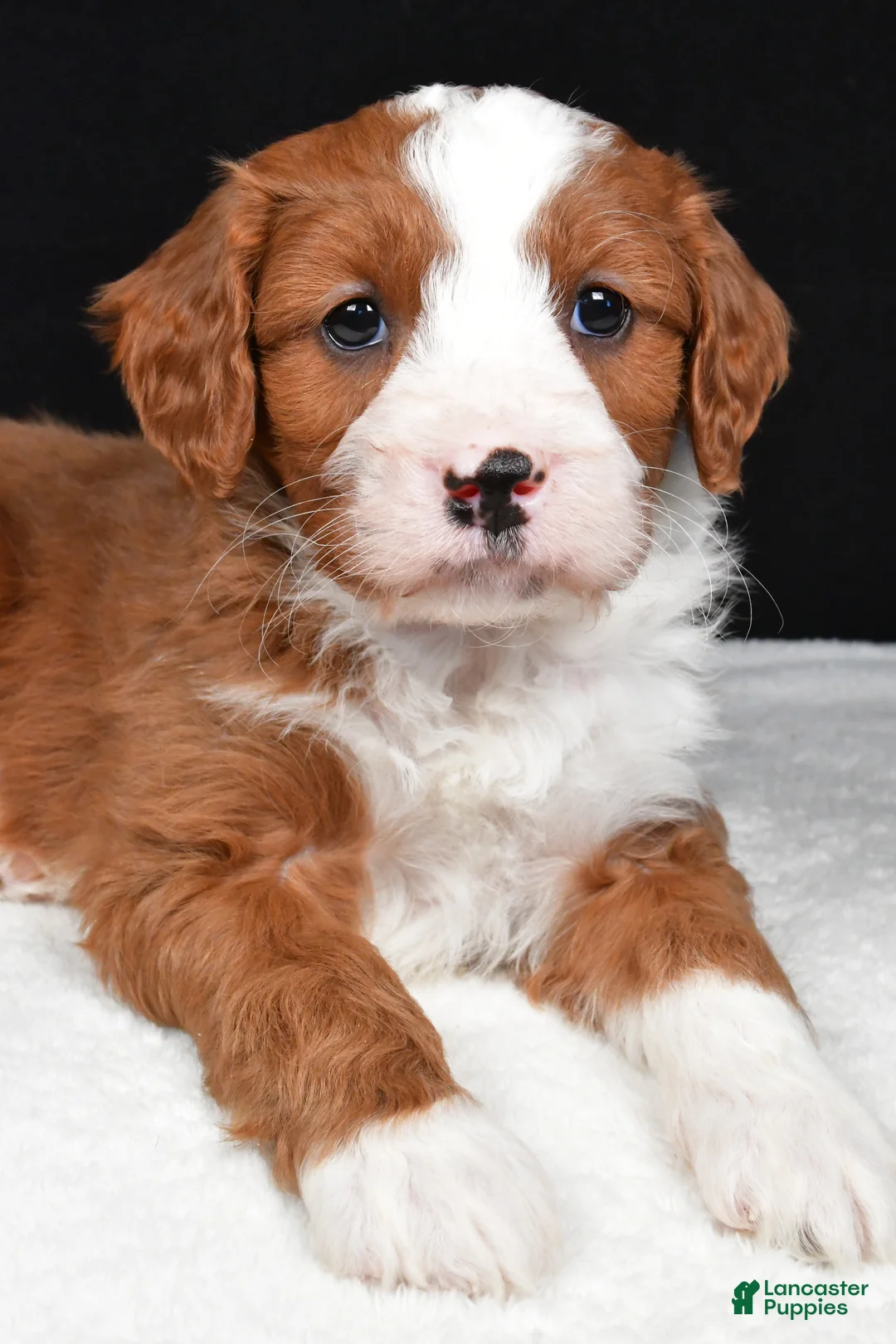 Mini Goldendoodle dogs for sale: Blaze - Ad 13