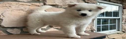 Pomsky dogs for sale: Surf - Ad 2