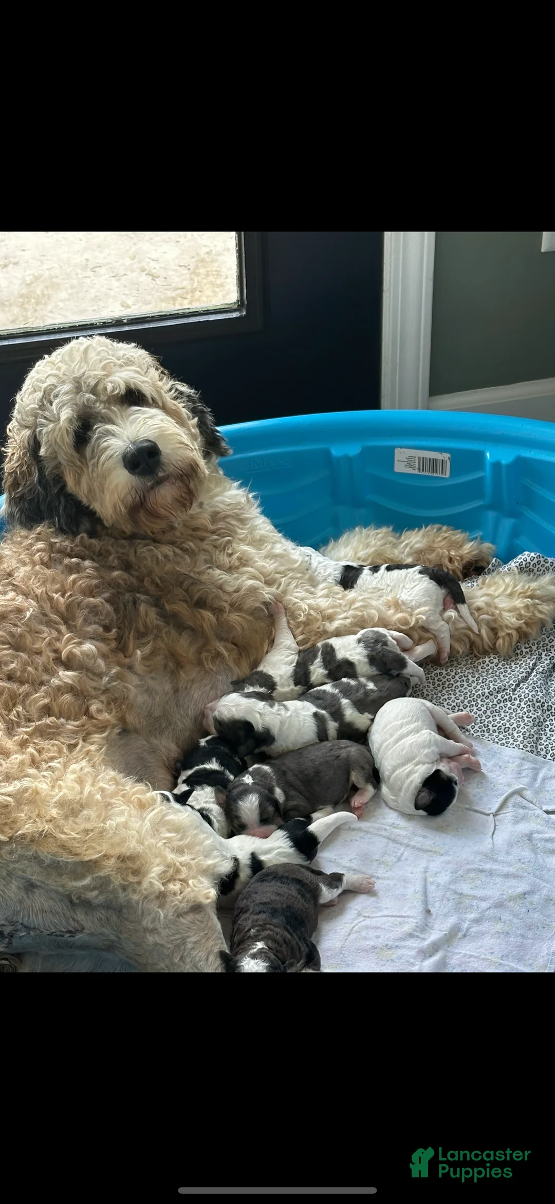 Bernedoodle dogs for sale: Bernedoodle Puppy 8 - Ad 7