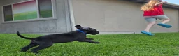 Great Dane dogs for sale: Bellows - Ad 7