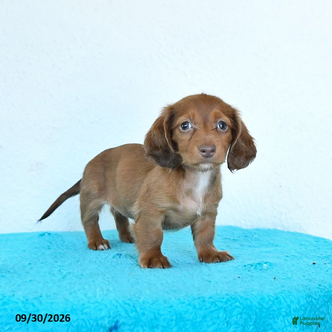 Miniature Dachshund dogs for sale: Clover - Ad 2