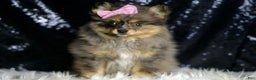 Pomeranian dogs for sale: Fluffy - Ad 4
