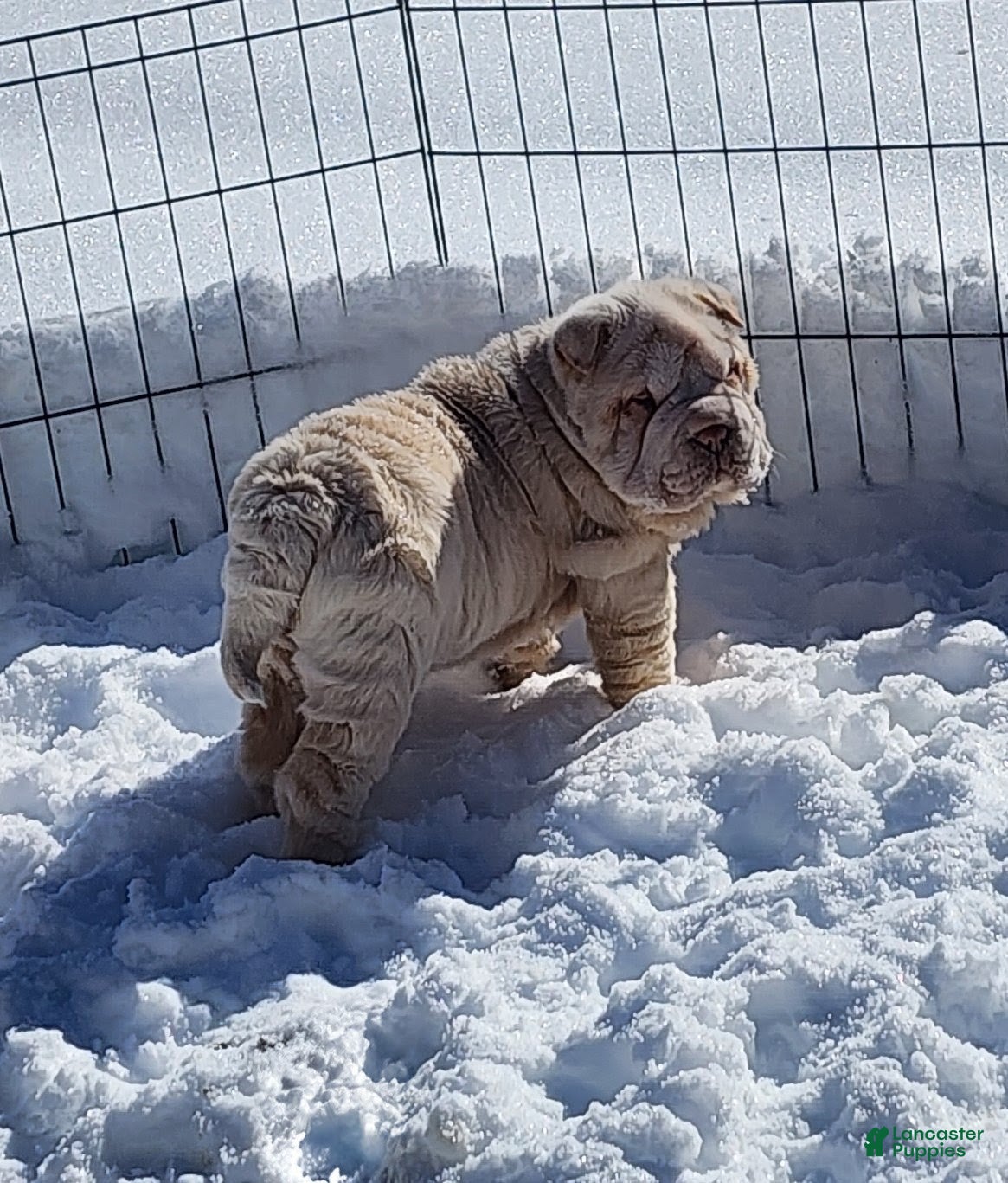 Shar Pei dogs Blizzard mini - Ad 2