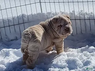 Shar Pei dogs Blizzard mini - Ad 1