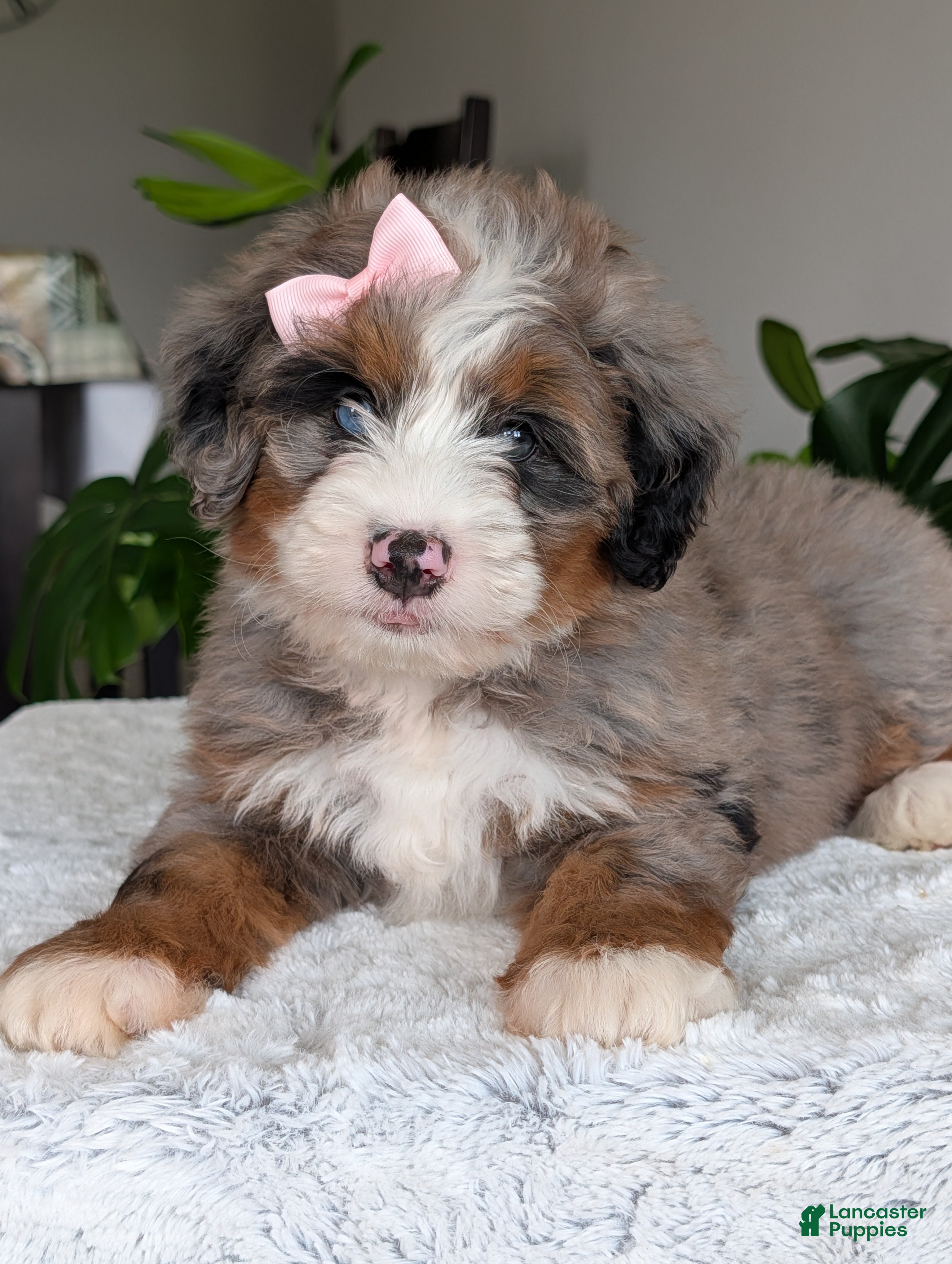 Mini Bernedoodle dogs Mini Ivy - Ad 1
