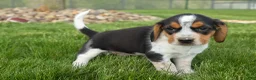 Beagle dogs for sale:  Charlie 🐶✨ - Ad 10