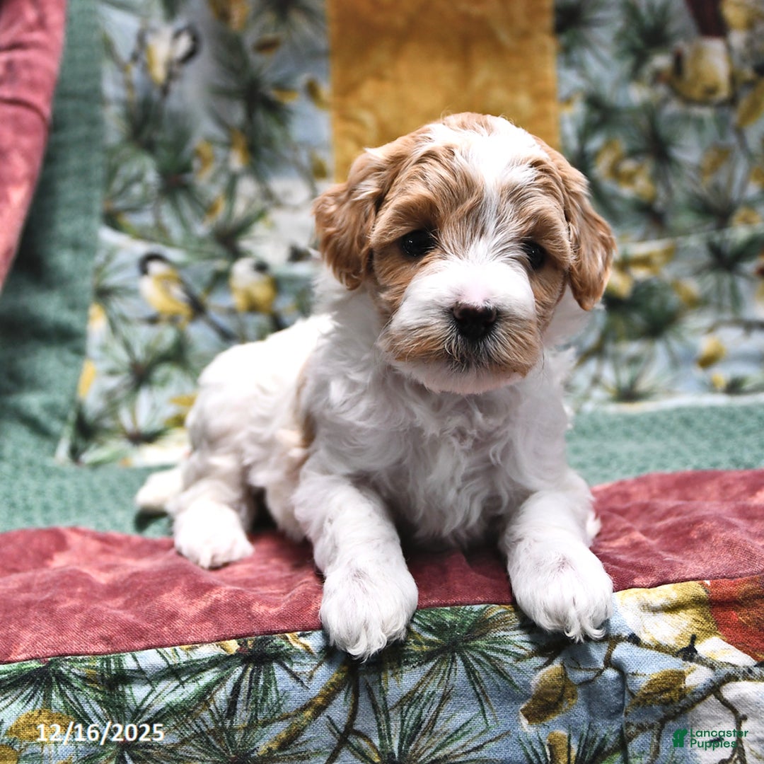 Goldendoodle dogs for sale: Maggie - Ad 2