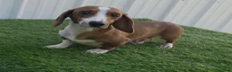 Miniature Dachshund dogs for sale: Betsy - Ad 10