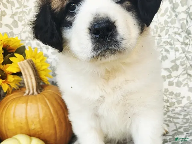 Saint Bernard dogs for sale: Marley - Ad 1