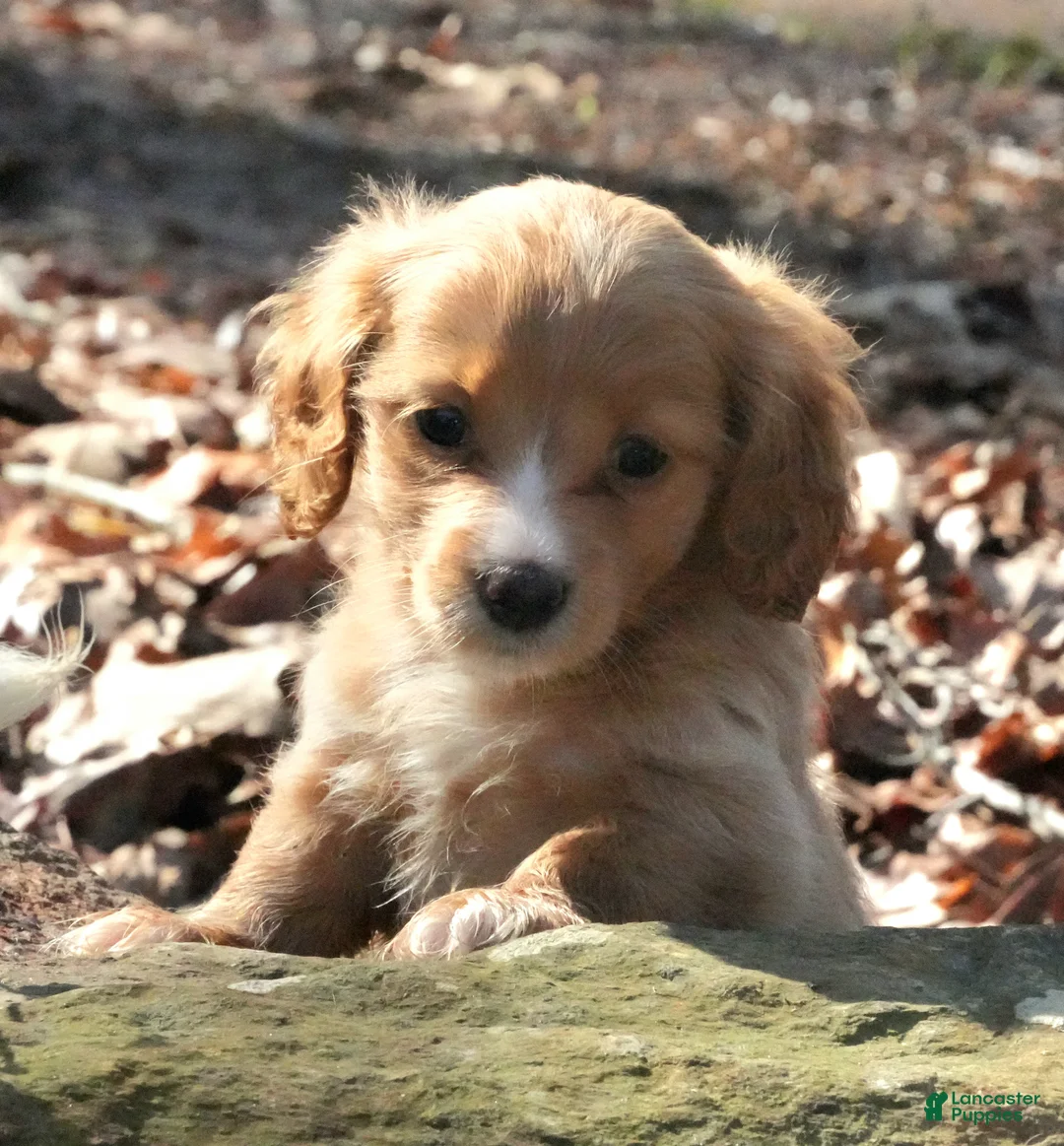 Miniature Dachshund dogs for sale: Miniature Dachshund Puppy 1 - Ad 1