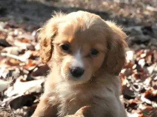 Miniature Dachshund dogs Miniature Dachshund Puppy 1 - Ad 8