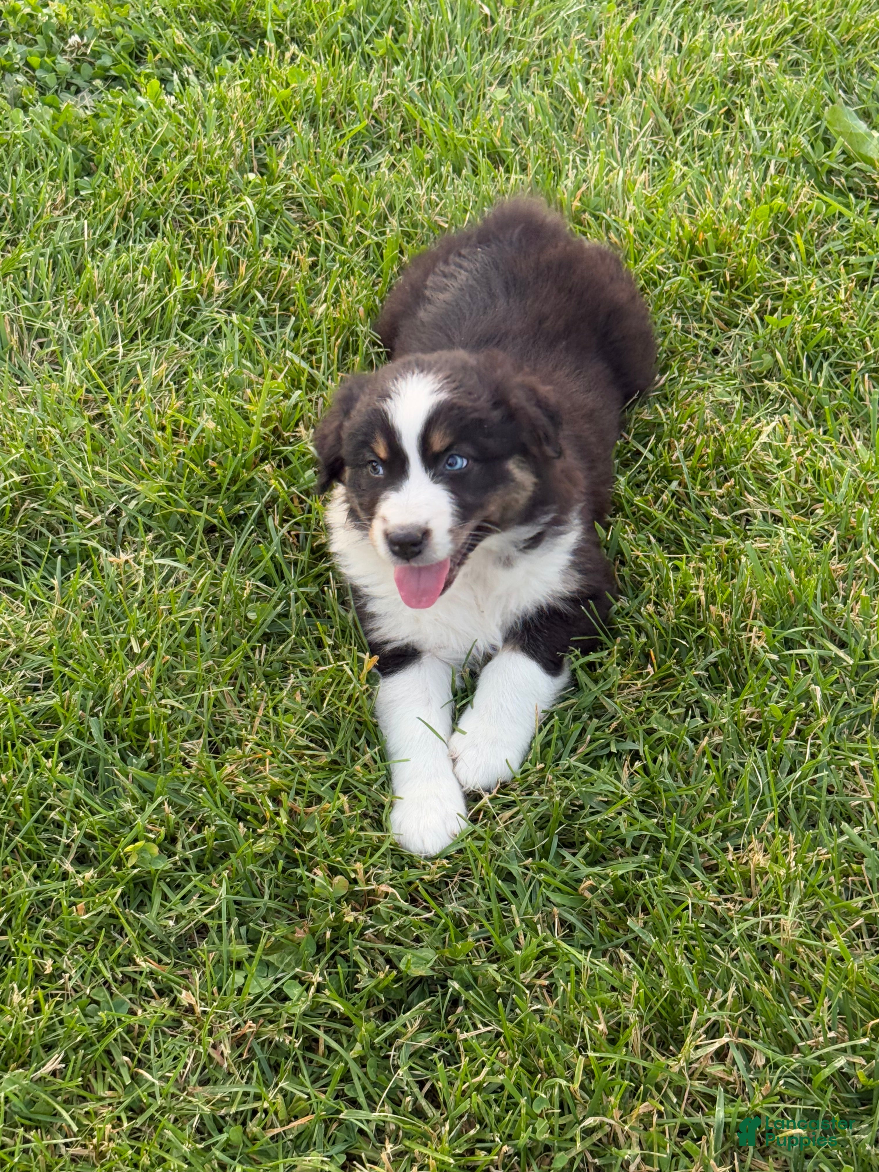Australian Shepherd dogs Australian Shepherd Puppy 4 - Ad 1