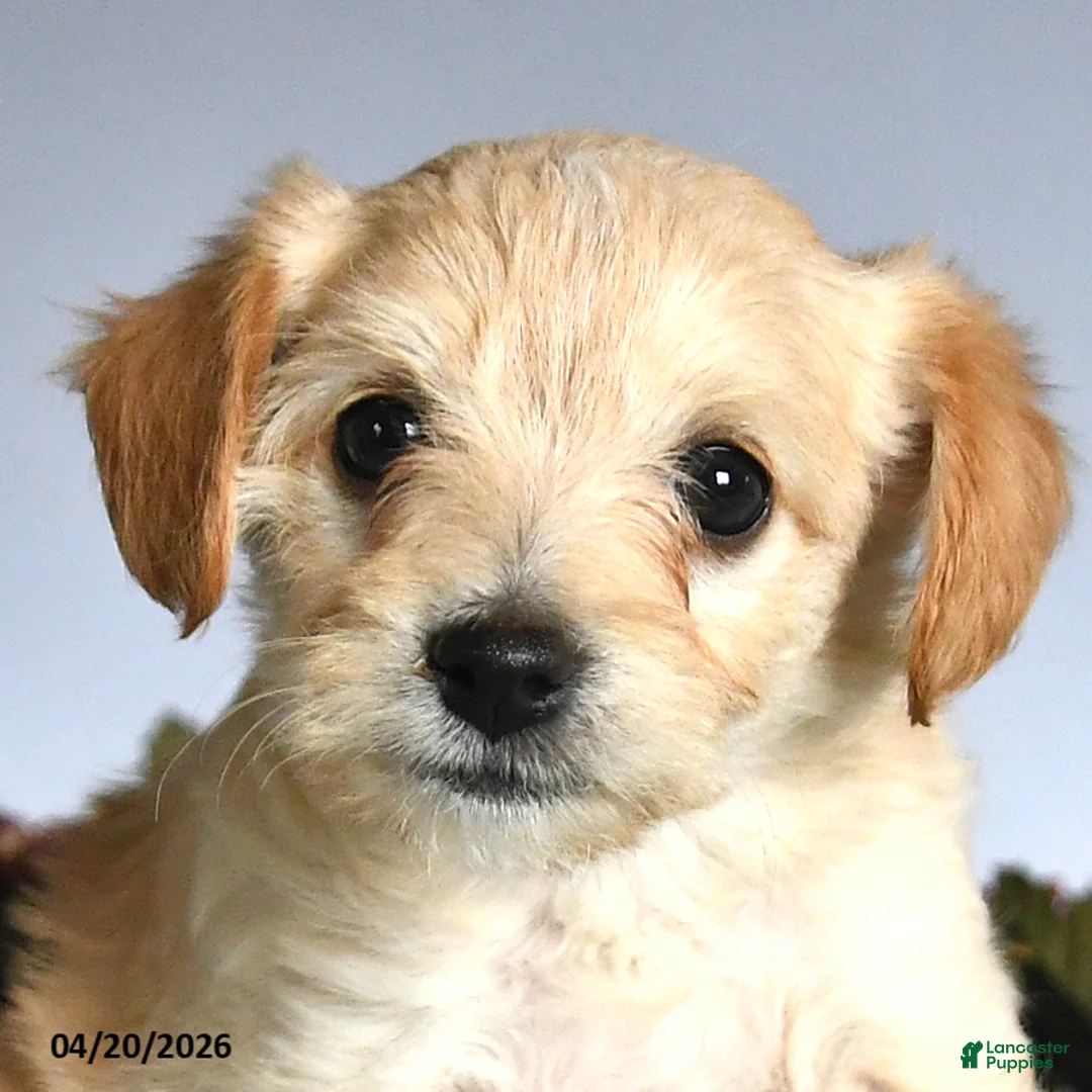 Mixed Breed dogs for sale: Olivia - Ad 2