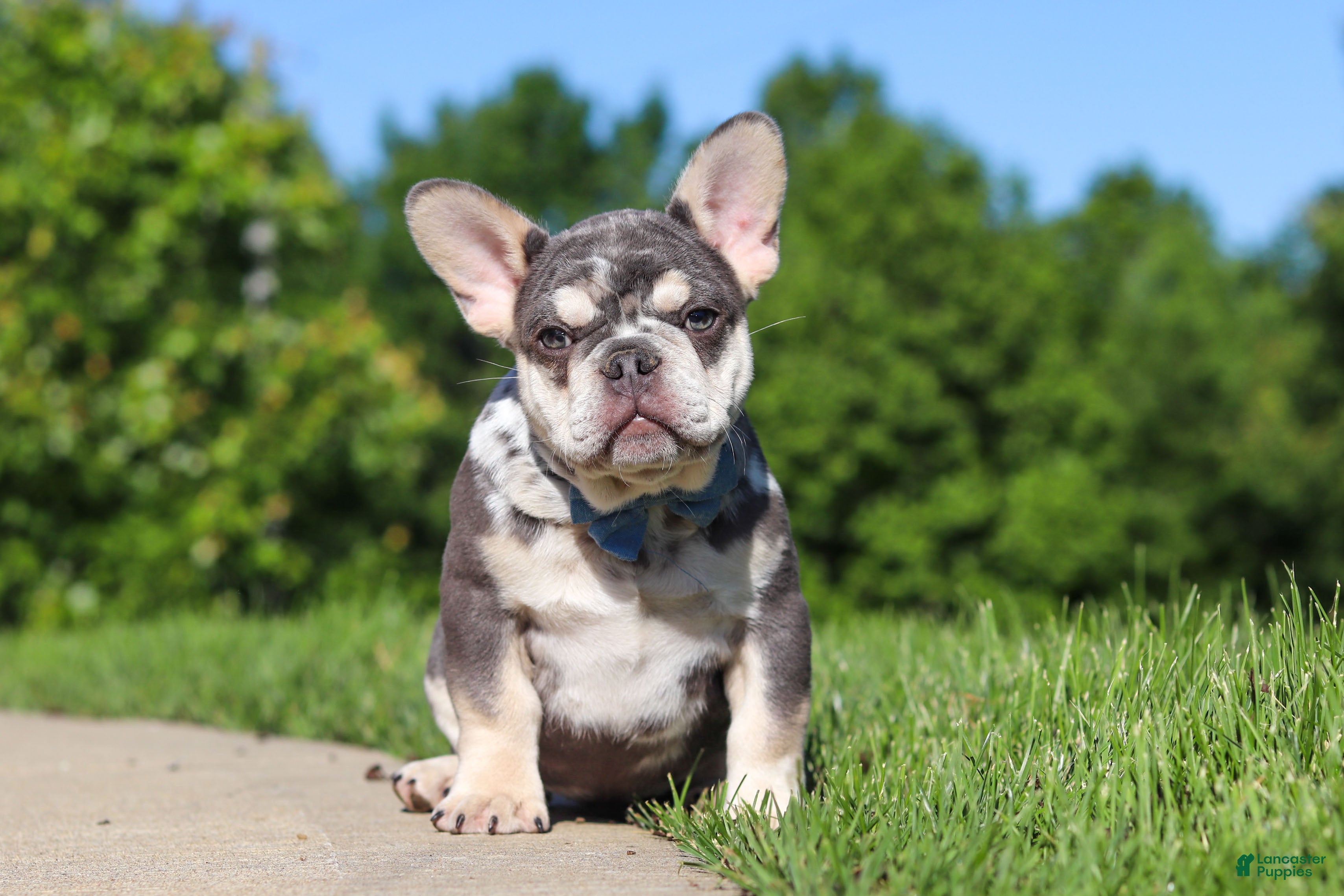 French Bulldog dogs for sale: Koda - Ad 1