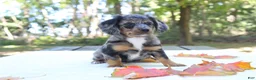 Miniature Dachshund dogs for sale: Sonny - Ad 8