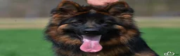 German Shepherd dogs for sale: German Shepherd 1 - Ad 2