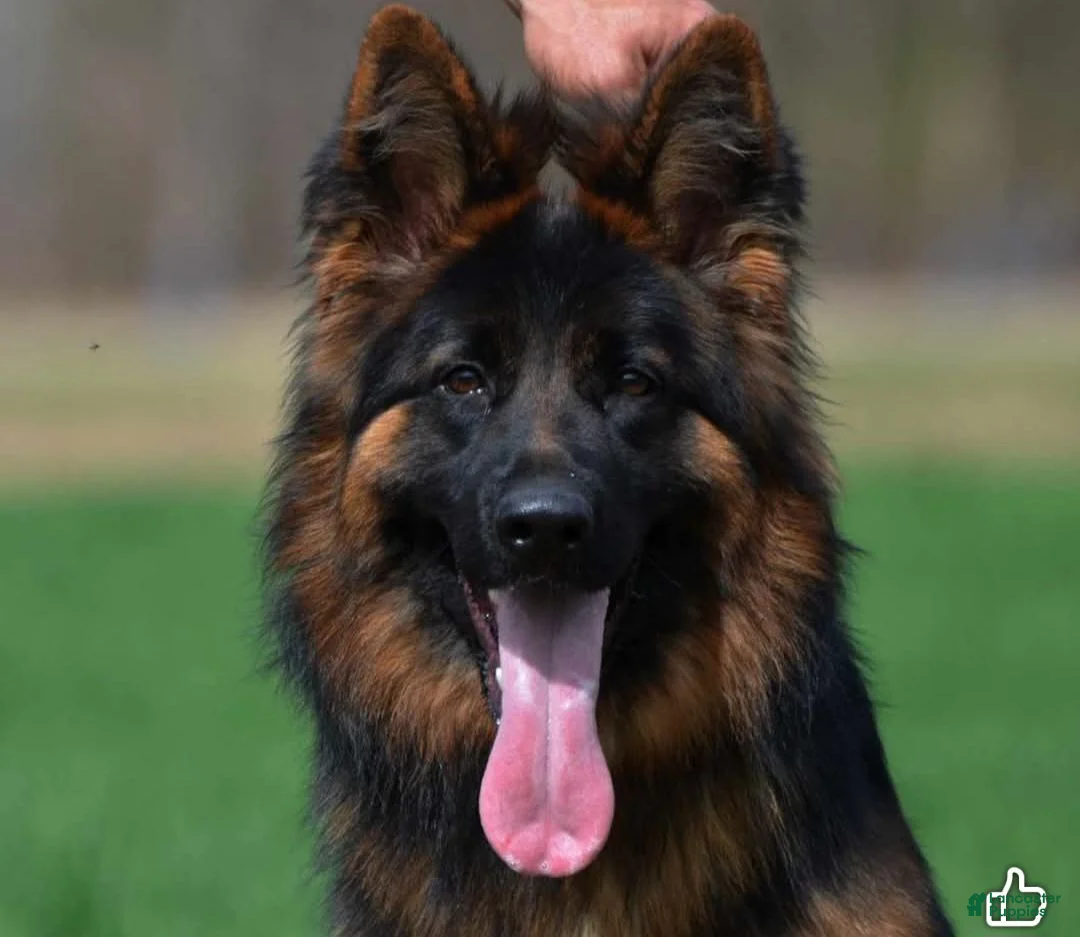 German Shepherd dogs for sale: German Shepherd 1 - Ad 2