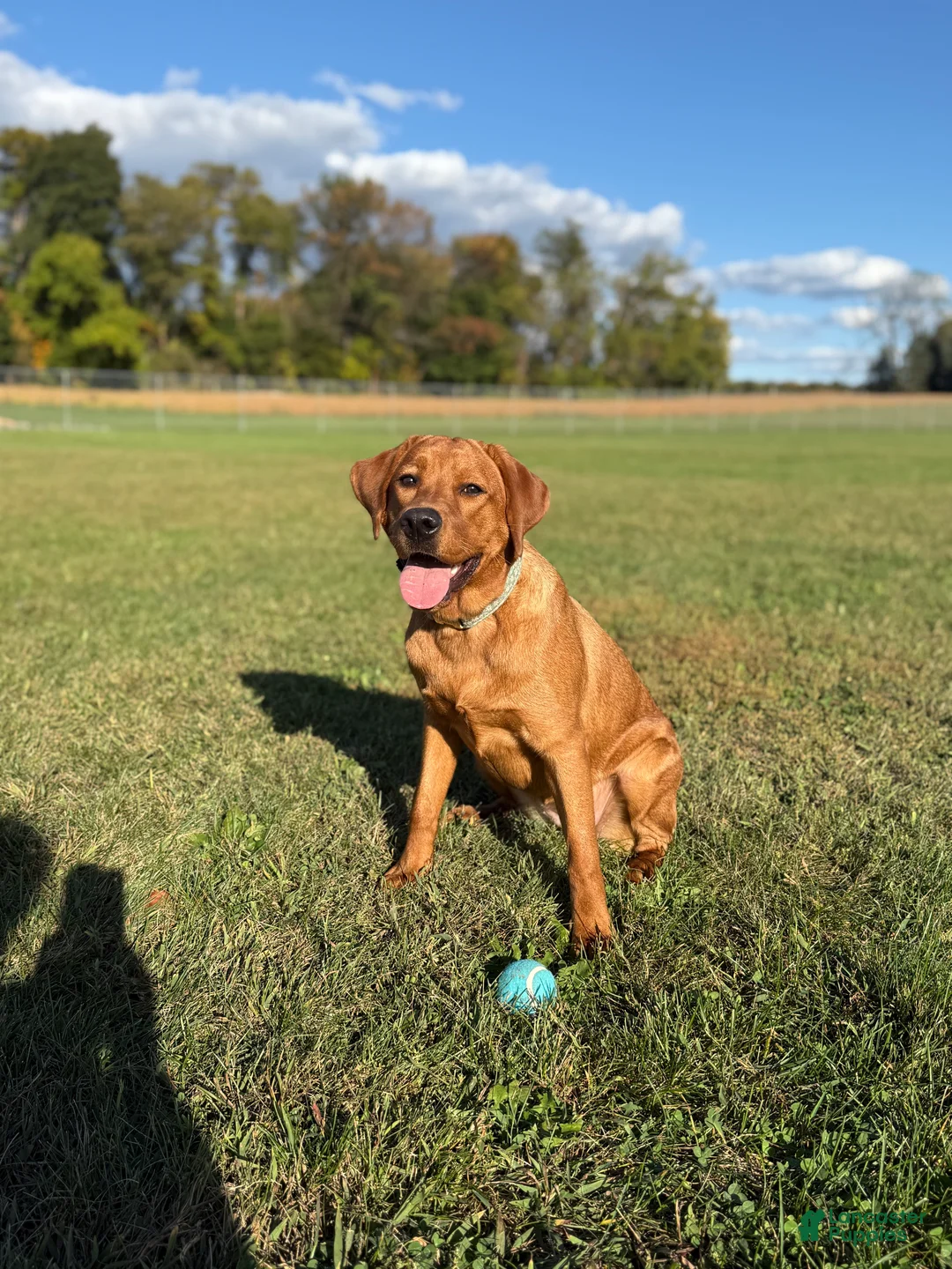 Labrador Retriever dogs for sale: Reeses  - Ad 4