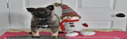 Norwegian Elkhound dogs for sale: Lily - Ad 2
