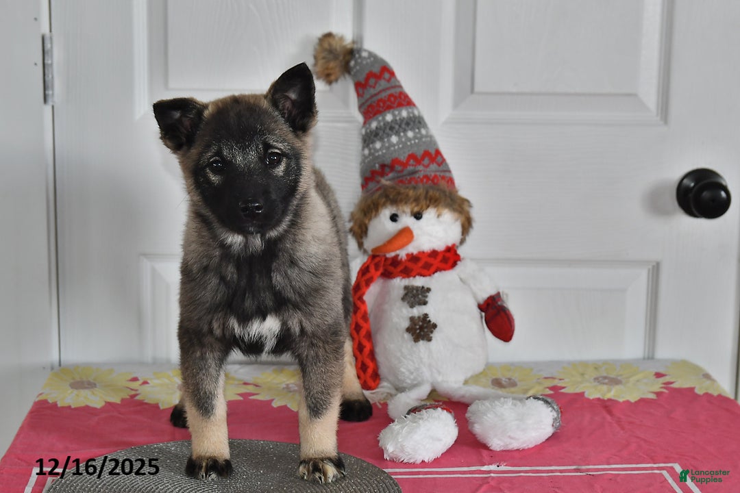 Norwegian Elkhound dogs for sale: Lily - Ad 2