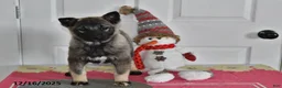 Norwegian Elkhound dogs for sale: Lily - Ad 2