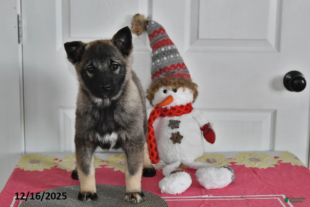Norwegian Elkhound dogs for sale: Lily - Ad 2