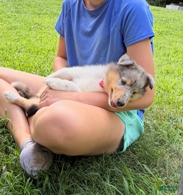 Collie dogs STARS & STRIPES will always Snuggle & Smile!  - AKC COLLIE PUP - Ad 9